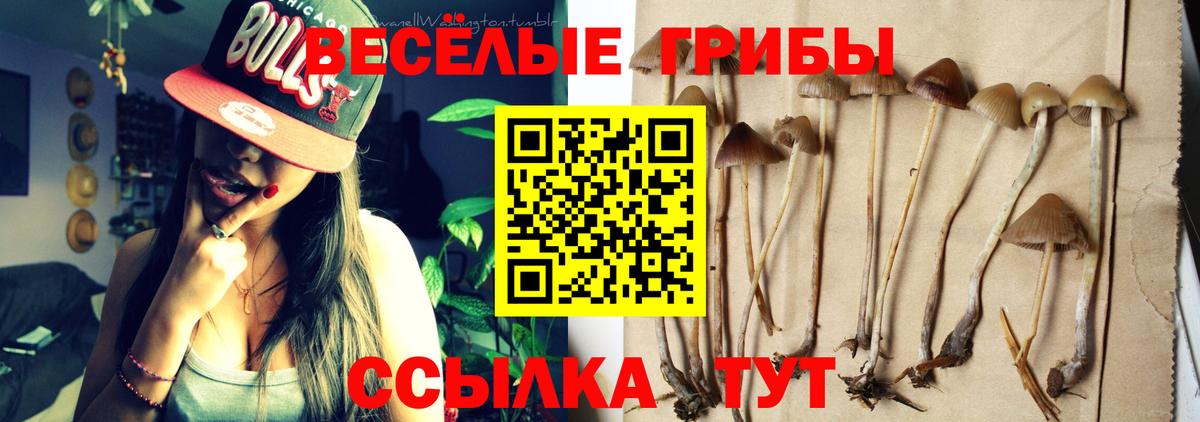 Галлюциногенные грибы GOLDEN TEACHER  Галлюциногенные грибы Psilocybe  продажа наркотиков  Вход с VPN  Керчь 
